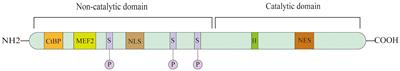 HDAC7: a promising target in cancer